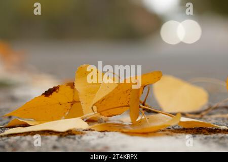 Autumn leaves on the road with bokeh from the headlights of a car in the preventorio of Alcoi, Spain Stock Photo