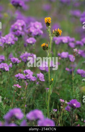 Common Fiddleneck (Amsinckia menziesii Stock Photo - Alamy