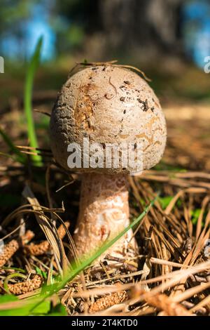 Young Amanita rubescens mushroom in Sao Francisco de Paula, South of Brazil Stock Photo