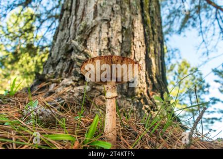 Old mature Amanita rubescens mushroom in Sao Francisco de Paula, South of Brazil Stock Photo