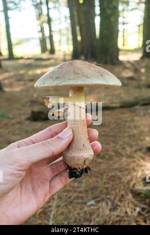 Hand holding an Amanita rubescens mushroom in Sao Francisco de Paula, South of Brazil Stock Photo