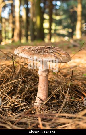 Amanita rubescens mushroom in Sao Francisco de Paula, South of Brazil Stock Photo