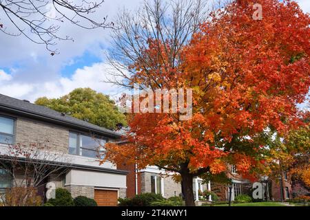 Residential street with maple tree in vivid fall colors Stock Photo