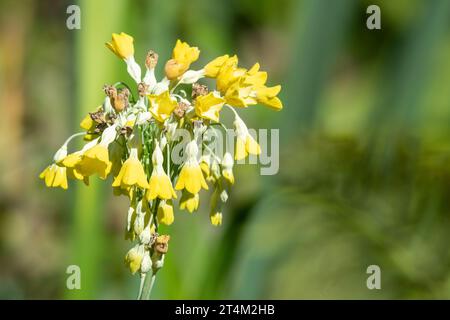 Close up of Tibetan cowslip (primula florindae) flowers in bloom Stock Photo