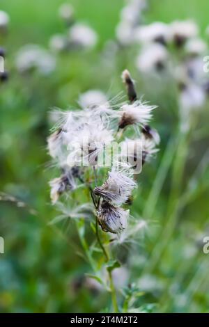 Beautiful fluffy thistle plants in a field. Stock Photo