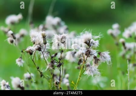 Beautiful fluffy thistle plants in a field. Stock Photo