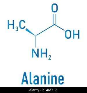 Alanine or l-alanine ala a amino acid molecule Vector Image Stock Vector