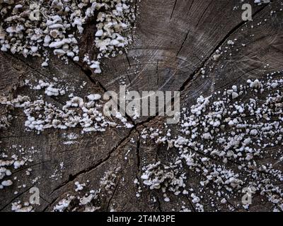 wooden teture filled with fungus Stock Photo