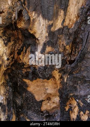 Dry tree texture. Tree bark background  texture Stock Photo