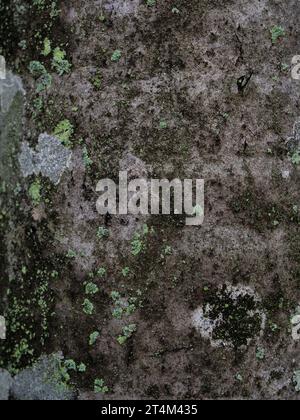 Dry tree texture. Tree bark background  texture Stock Photo
