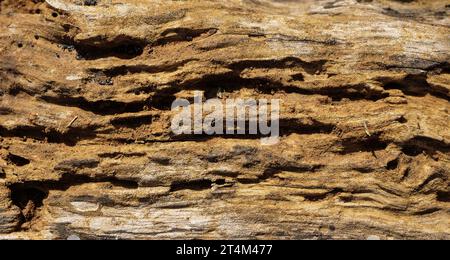 Dry tree texture. Tree bark background  texture Stock Photo