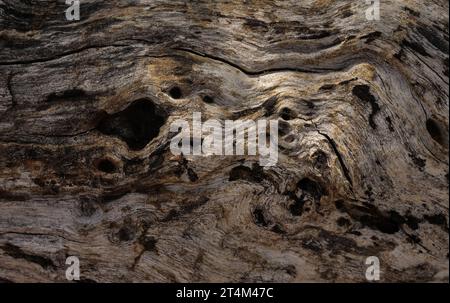 Dry tree texture. Tree bark background  texture Stock Photo