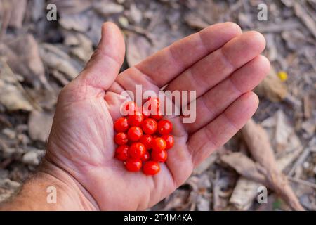 Male hand with a handful of orange osyris lanceolata berries collected in a forest in autumn. Toxic berries. Stock Photo