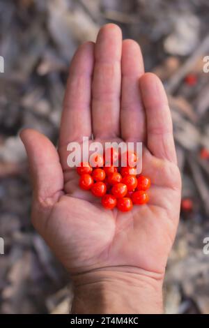 Male hand with a handful of orange osyris lanceolata berries collected in a forest in autumn. Toxic berries. Stock Photo