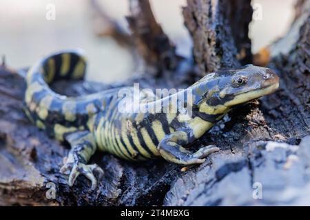 Arizona Tiger Salamander, Catron county, New Mexico, USA. Stock Photo
