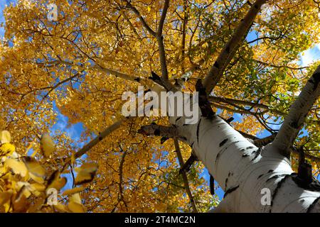 Autumn leaves glow brightly on the aspen tree against a blue sky. Looking from the ground into the canopy allows one to enjoy the scale and beauty. Stock Photo