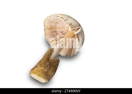 View of fresh single straw mushroom isolated on white background with clipping path. Stock Photo