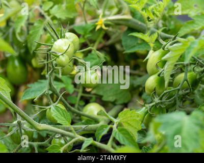 Clusters of ‘Yellow Pear’ and Cherry Tomatoes still green and unripe on the vine in an Australian vegetable garden Stock Photo