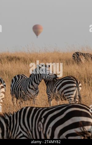 Zebras in Masai Mara, Nairobi, Amboseli, Kenya, Africa Stock Photo - Alamy