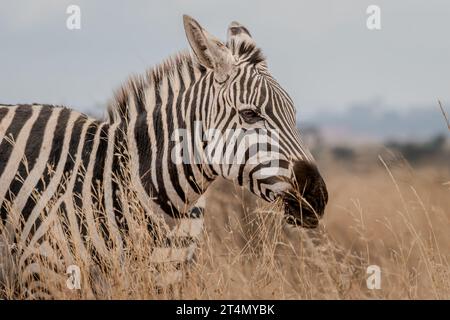 Zebras in Masai Mara, Nairobi, Amboseli, Kenya, Africa Stock Photo