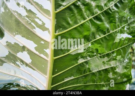 Alocasia Macrorrhiza Camouflage, Albo Variegata' is a tall growing alocasia with white variegated Stock Photo
