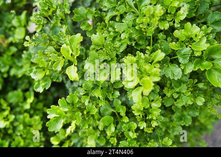 Closeup of Polyscias guilfoylei, the geranium aralia or wild coffee, is a species of evergreen shrub native to the paleotropics and neotropics. Stock Photo