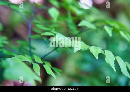 Closeup of the Adiantum trapeziforme, the giant maidenhair or diamond maidenhair, is a species of fern in the genus Adiantum, native to the tropic Stock Photo