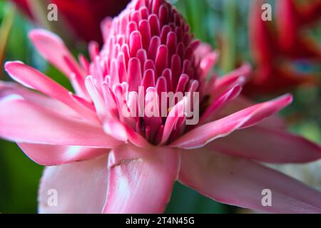 Closeup of Torch ginger or Etlingera elatior is a species of herbaceous perennial plant in the family Zingiberaceae; it is native to Thailand Stock Photo
