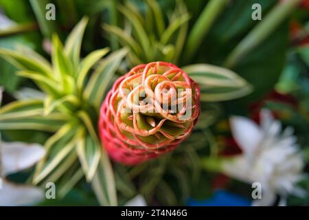 Closeup of Zingiber spectabile or ginger shampoo is a species of true ginger, native to Maritime Southeast Asia. It is primarily grown in the West as Stock Photo