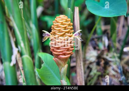 Zingiber spectabile or ginger shampoo is a species of true ginger, native to Maritime Southeast Asia. It is primarily grown in the West as an ornament Stock Photo