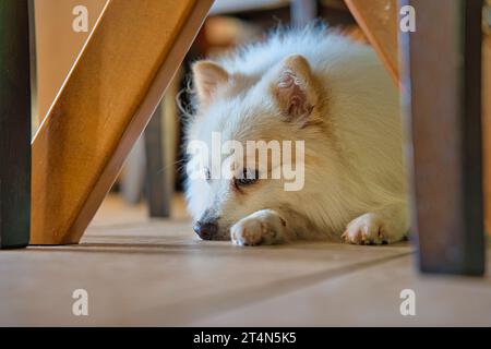 White Pomeranian pet dog laying on the floor under table and chair legs inside the house Stock Photo