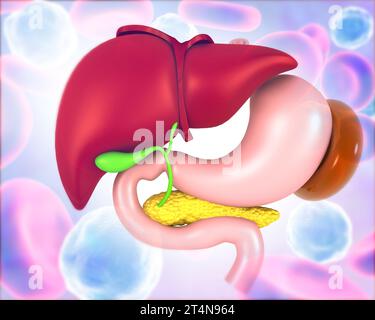 Human Digestive system Liver Anatomy. 3d render Stock Photo