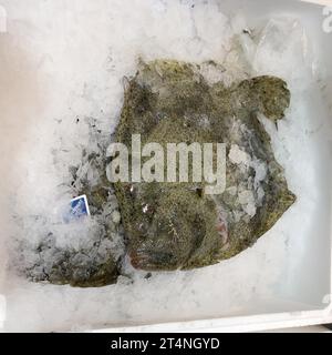 Display of fishery caught whole fish turbot (Psetta maxima) on ice in refrigerated counter fish counter of fishmonger fish sale, food trade Stock Photo