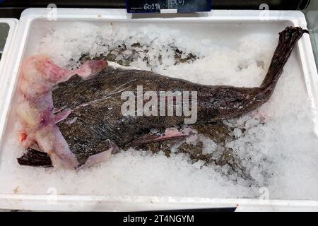 Display of fish caught fish tail body of monkfish (Lophius piscatorius) without head on ice in refrigerated counter fish counter of fishmonger fish Stock Photo