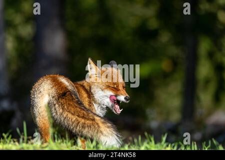 The red fox and the shades of autumn Stock Photo