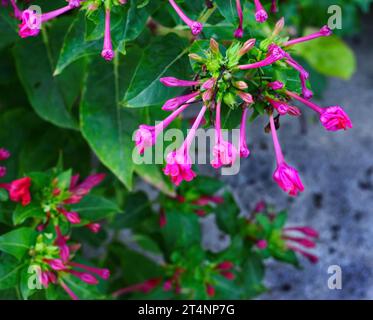 Red four o'clock flower (Mirabilis Jalapa) macro shot. Mirabilis jalapa, the miracle of Peru or a four o clock flower, is the most common ornamental s Stock Photo