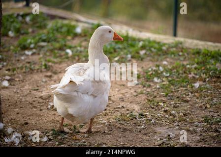 Some geese in a place next to the garden of the Mas Postius rural country house, in Muntanyola (Osona, Barcelona, Catalonia, Spain) Stock Photo