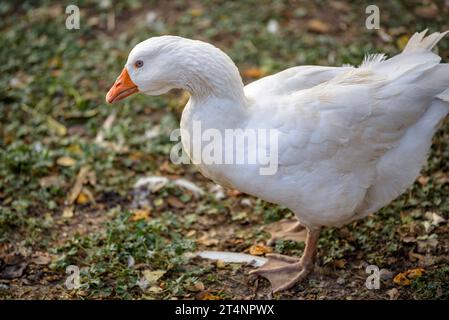 Some geese in a place next to the garden of the Mas Postius rural country house, in Muntanyola (Osona, Barcelona, Catalonia, Spain) Stock Photo