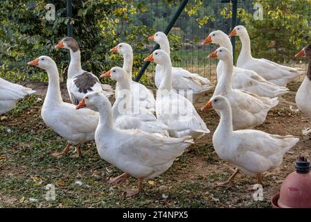 Some geese in a place next to the garden of the Mas Postius rural country house, in Muntanyola (Osona, Barcelona, Catalonia, Spain) Stock Photo