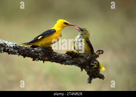 Golden oriole male and female on a rainy spring day in a riverside forest with the last lights of the afternoon Stock Photo