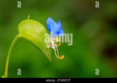 Commelina communis flower Stock Photo