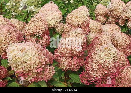 Hydrangea Paniculata "Phantom" Stock Photo