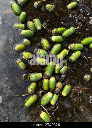 Acorns in a puddle of rain, a wet path and a muddy green leaf, autumn is here. Stock Photo
