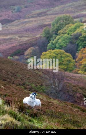 Pair of Swaledale ewes on a managed heather moorland in the Trough of Bowland, Lancashire, with a varied upland habitat. Stock Photo