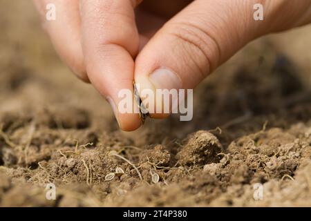 manual planting of dill seeds in the soil, closeup Stock Photo