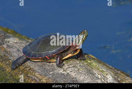 The Painted Turtle (Chrysemys picta) is one of the most common and widespread native turtles in North America. These turtles can live 20-30 years. Stock Photo