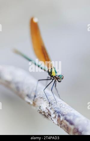 Beautiful dragonfly resting on a twig with blurred background Stock ...