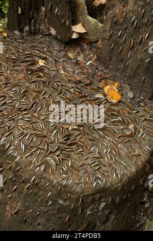 Coins hammered into wooden seat. St Nectan's Glen, Cornwall, UK Stock Photo