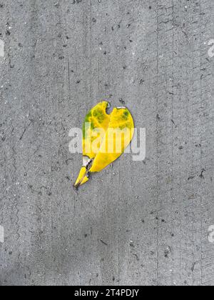 A high angle view of a single yellow leaf on the ground. An abstract image. Stock Photo