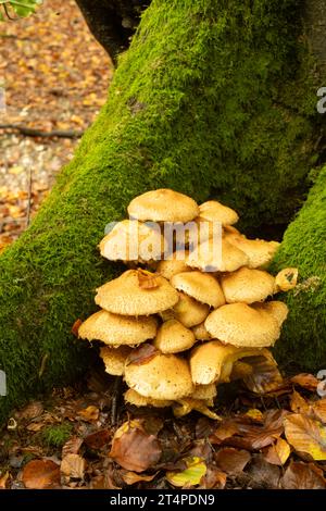 Shaggy Scalycap: Pholiota squarrosa.  At base of Beech tree. Surrey, UK Stock Photo